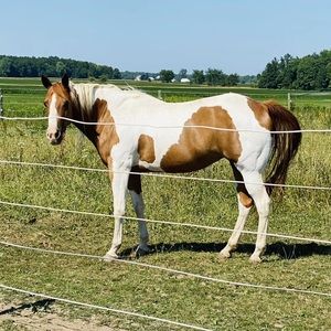 Meet your Posher, Amber